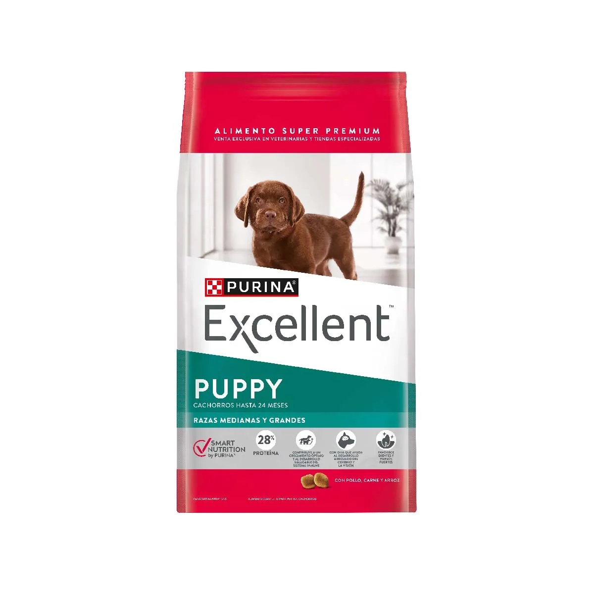 Excellent Perro Cachorro