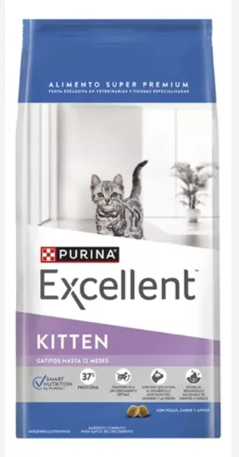 Excellent Gato Kitten